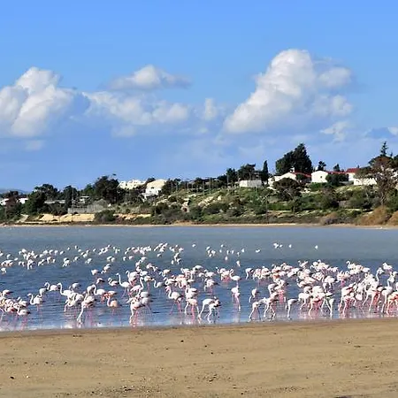 بيليديس * لارنكا