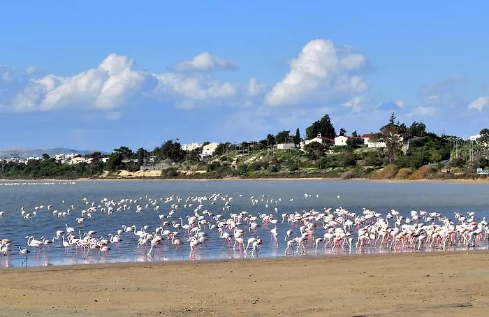 Pelides * לרנקה