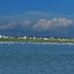 Pelides 라르나카
