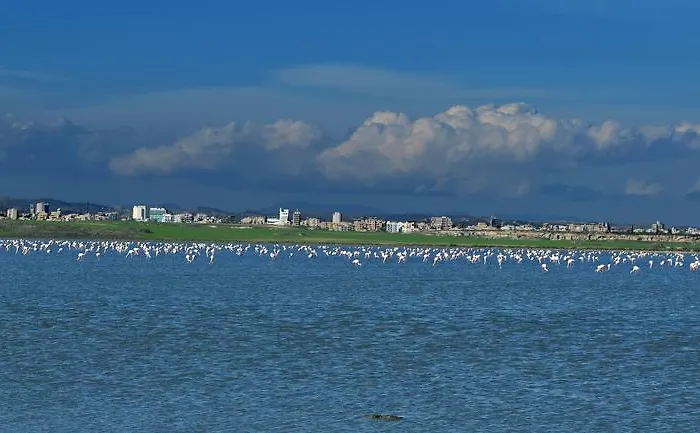 Pelides Ларнака